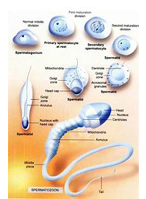 clomiphene le moins cher