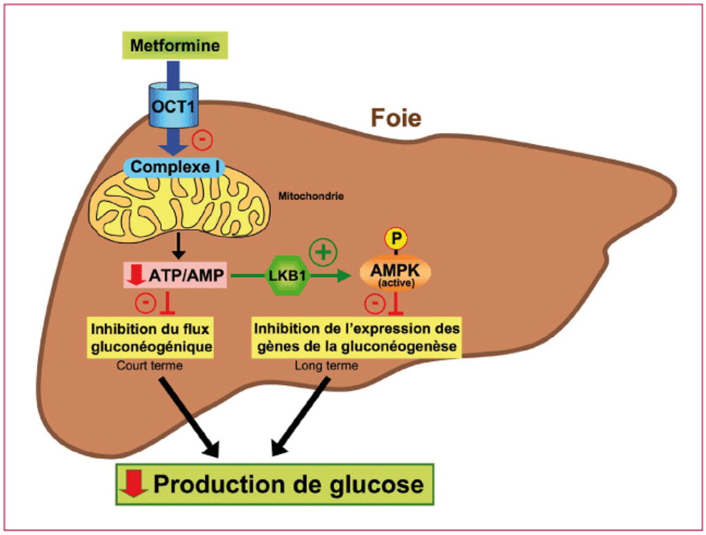 commander du metformin en ligne