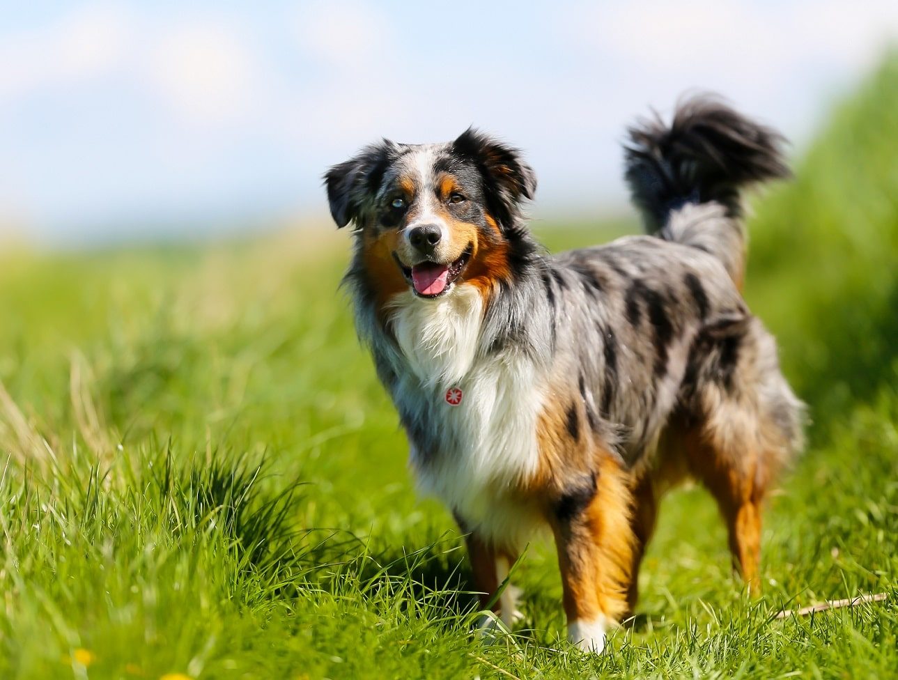 Valium Chien Prix