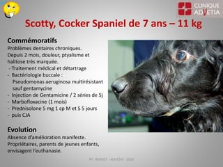Prednisolone 20 mg chien prix