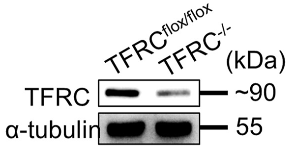tamoxifen france