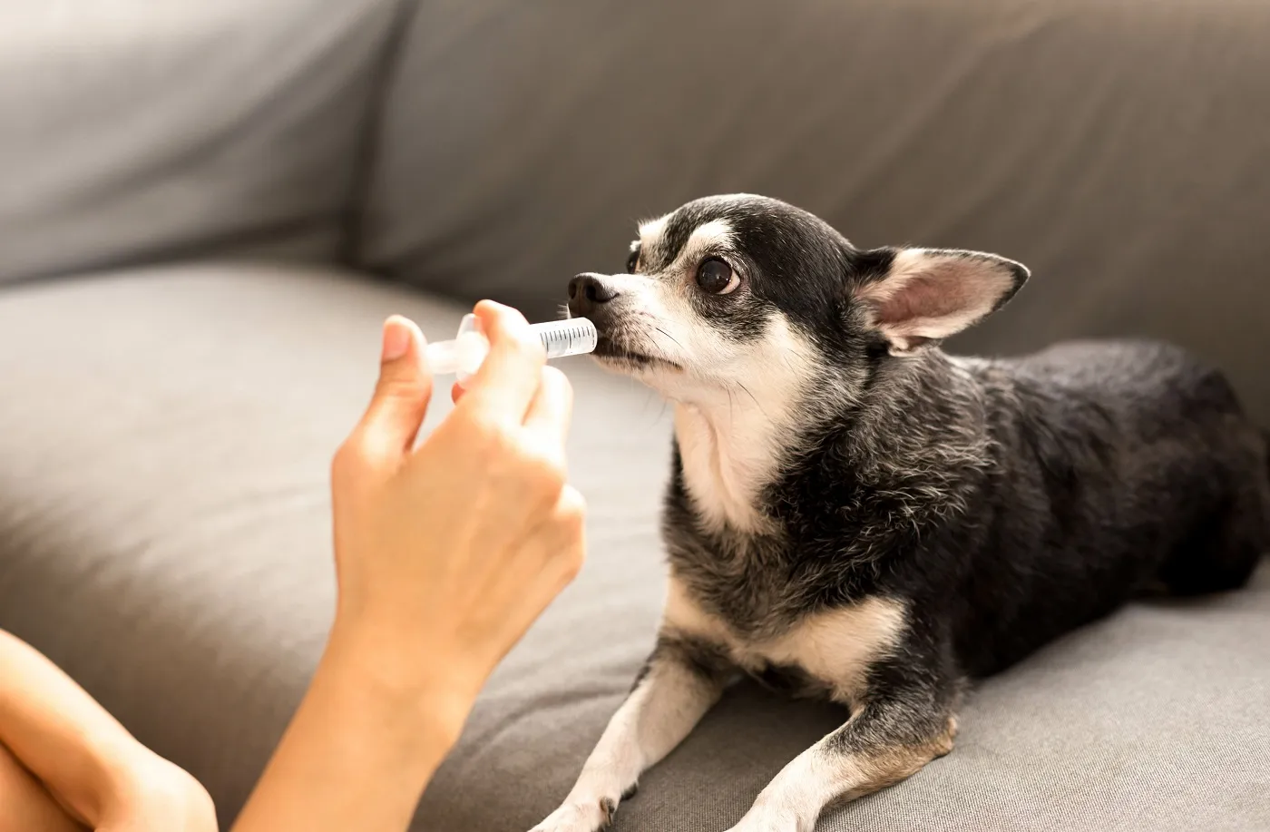 Tramadol Chien Prix