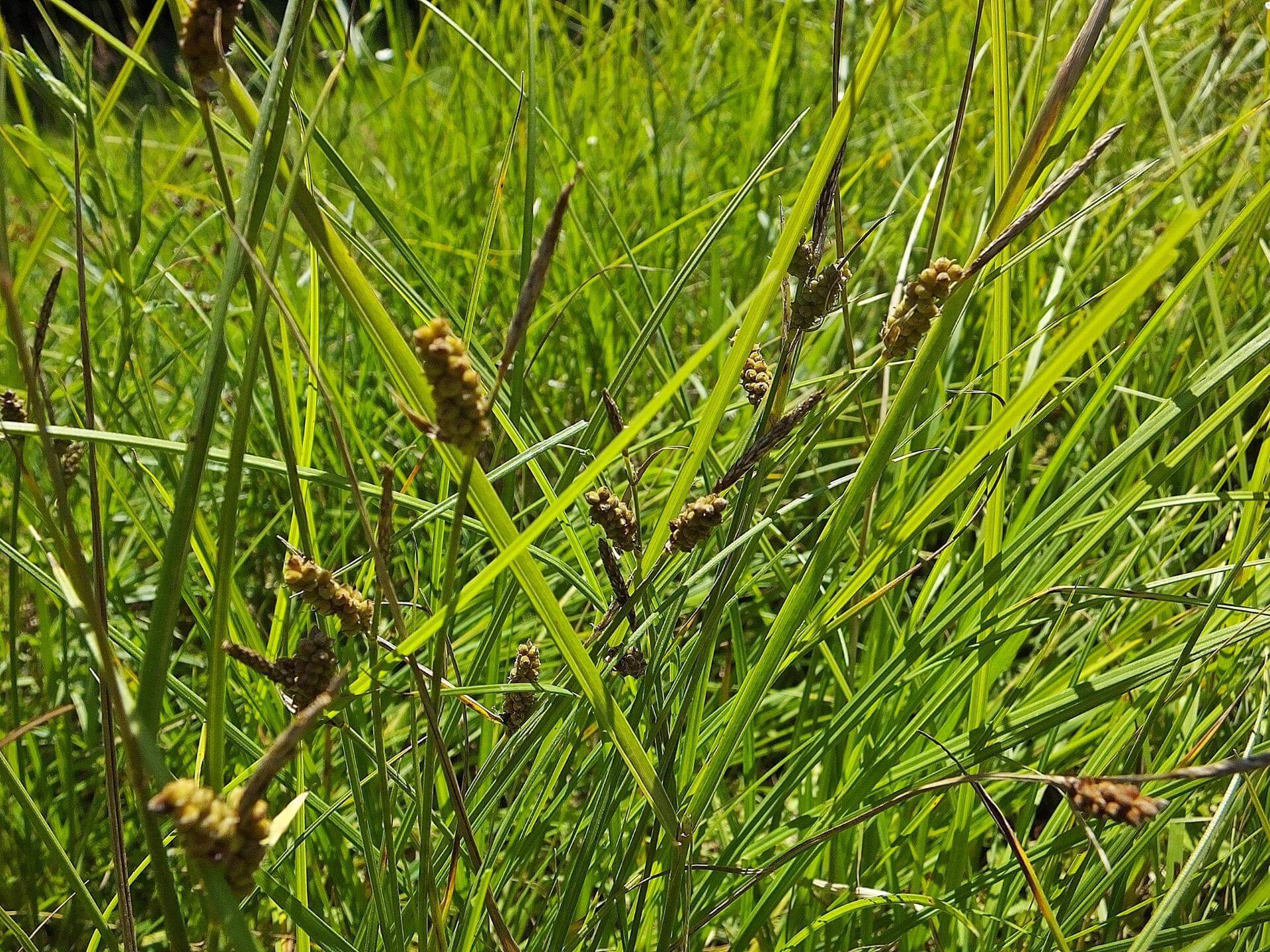 Eriacta Pilule