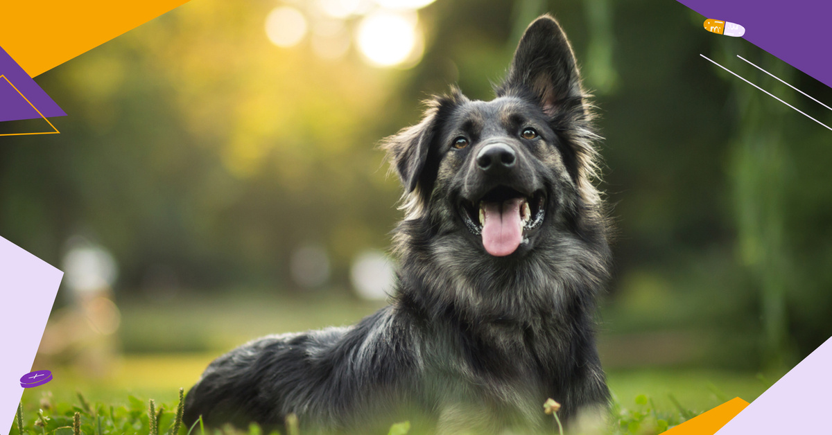 Prednisolone vet online
