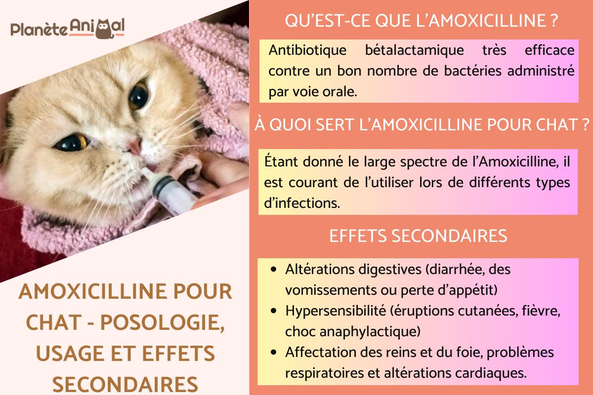 Amoxicilline pour chien prix