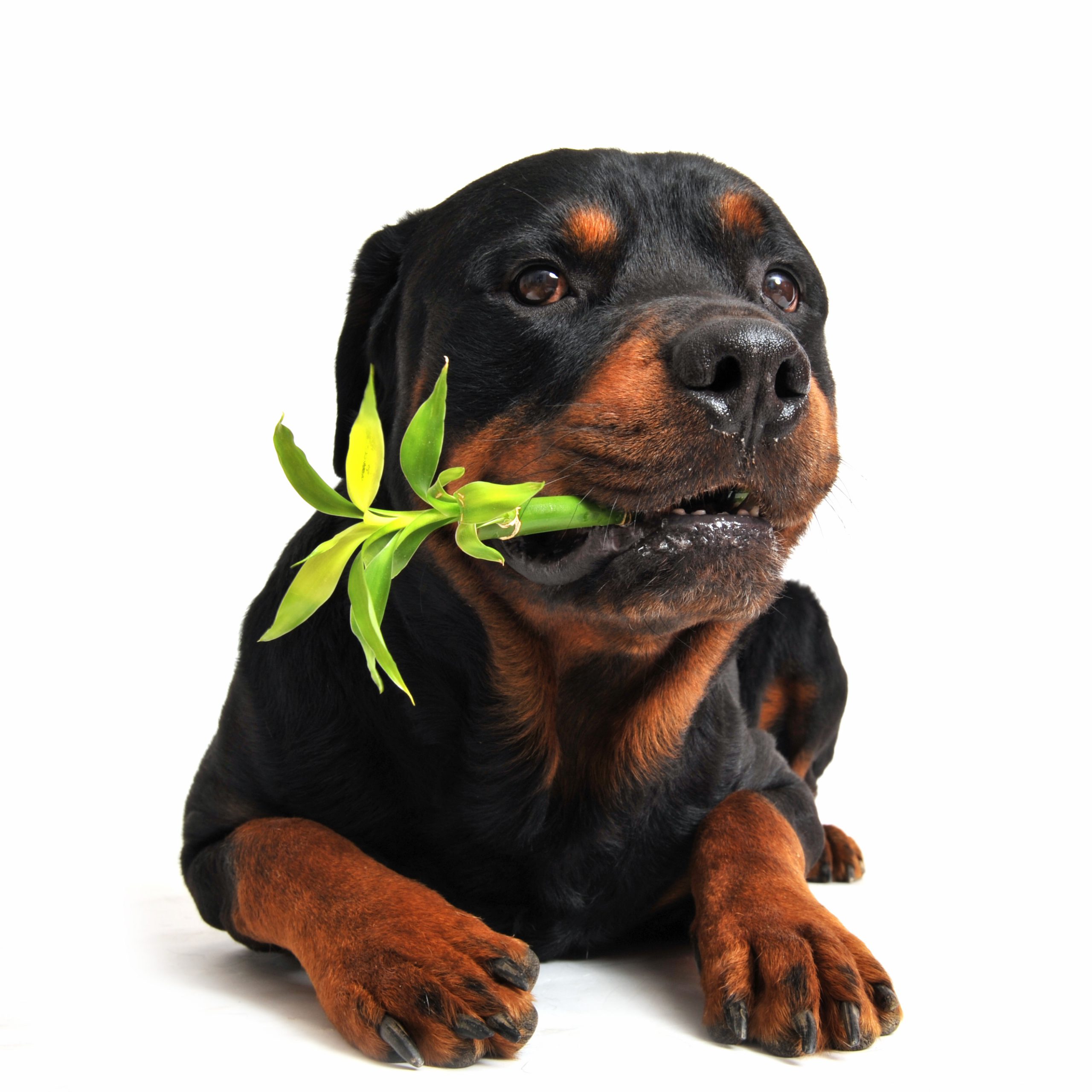 Ivermectine chien acheter