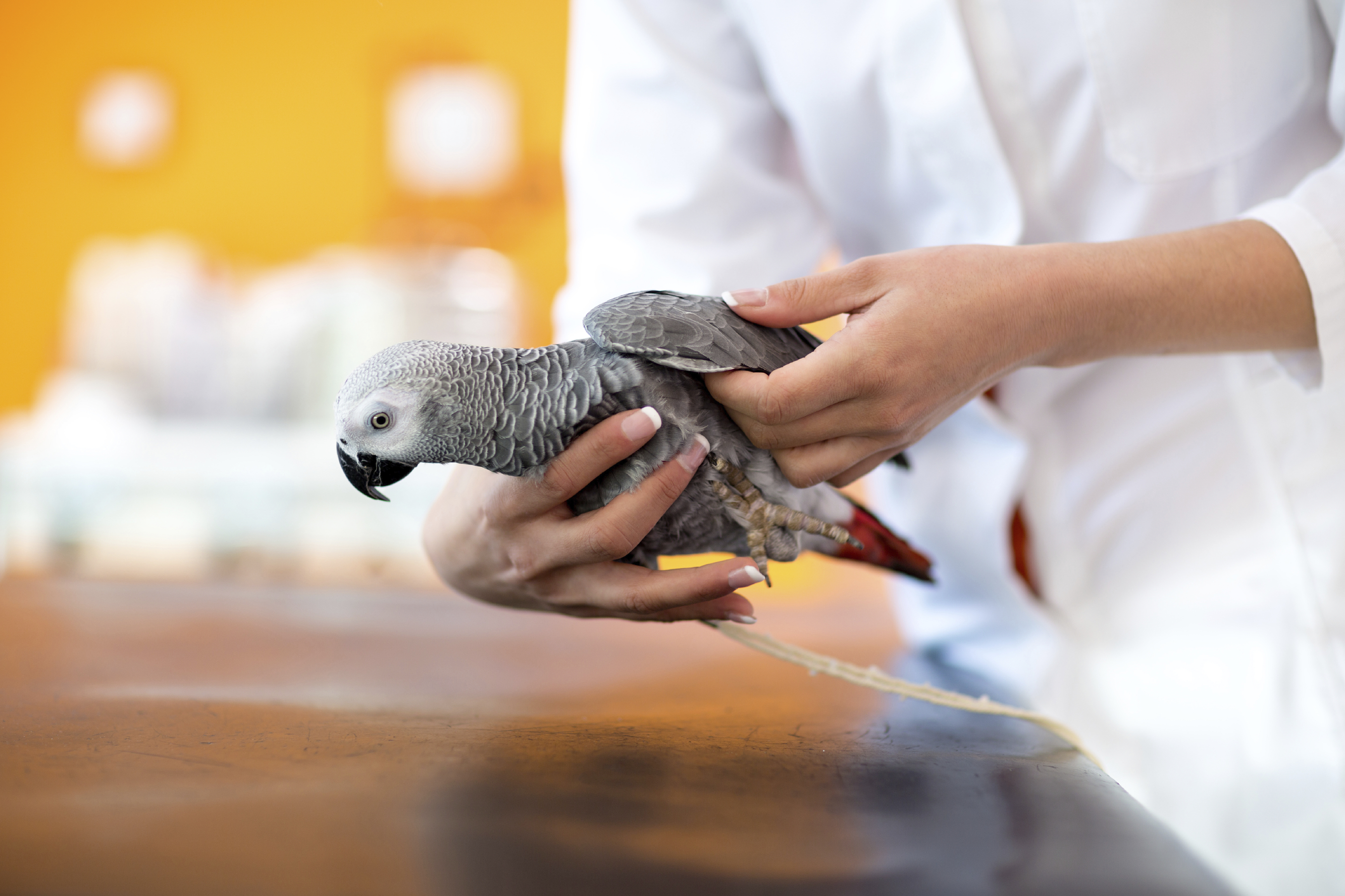 Ivermectine Oiseaux Achat