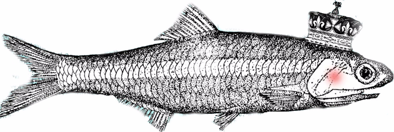 Malegra Pilule