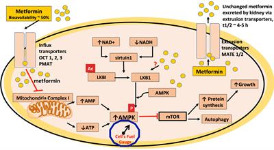 Metformin Achat France