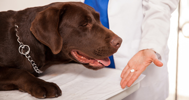 Prednisolone chien prix