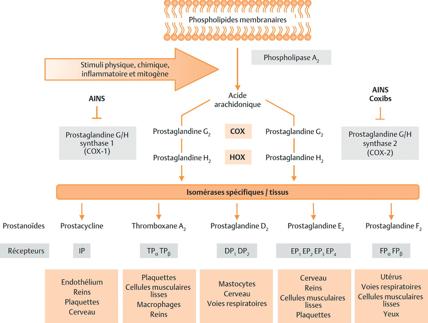 Prednisolone nom generique