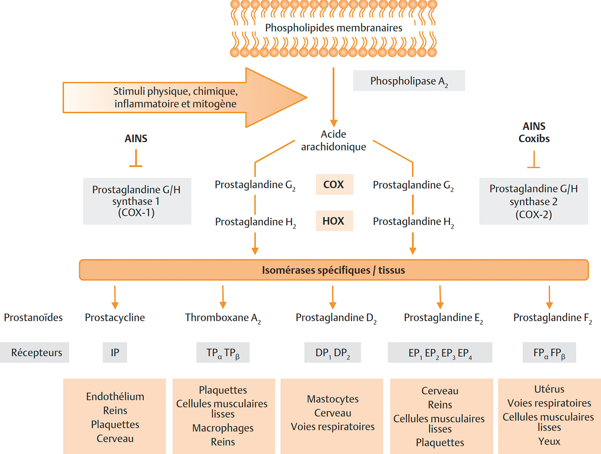 Prednisolone Sans Ordonnance
