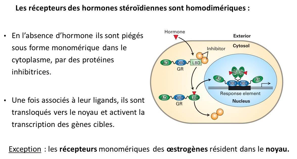 prix pour tamoxifen