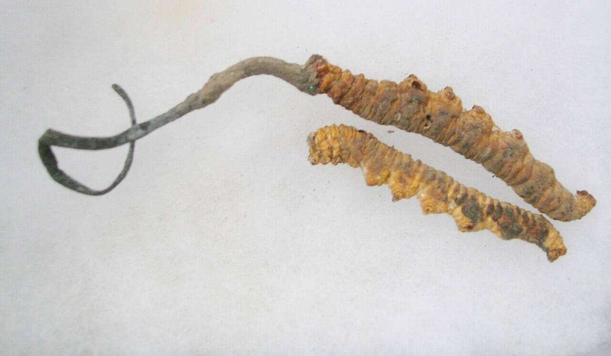 Viagra de lhimalaya prix